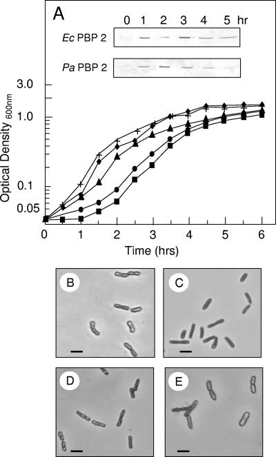 FIG. 5.