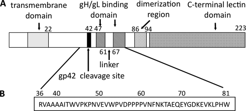 FIG. 1.