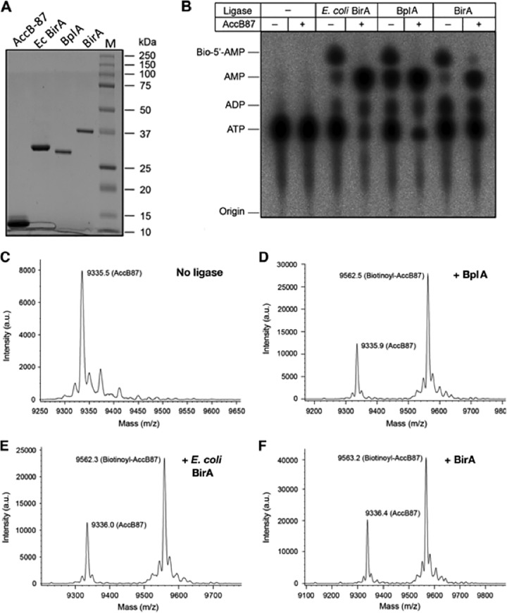 FIG 4 