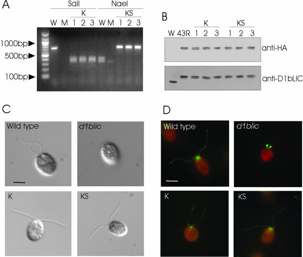 Figure 11.