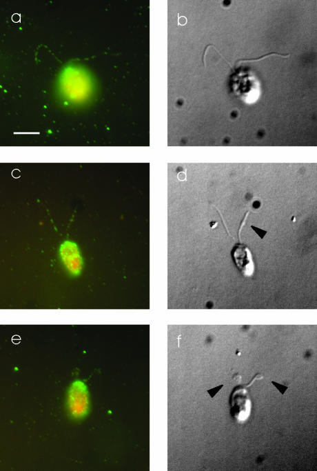 Figure 10.