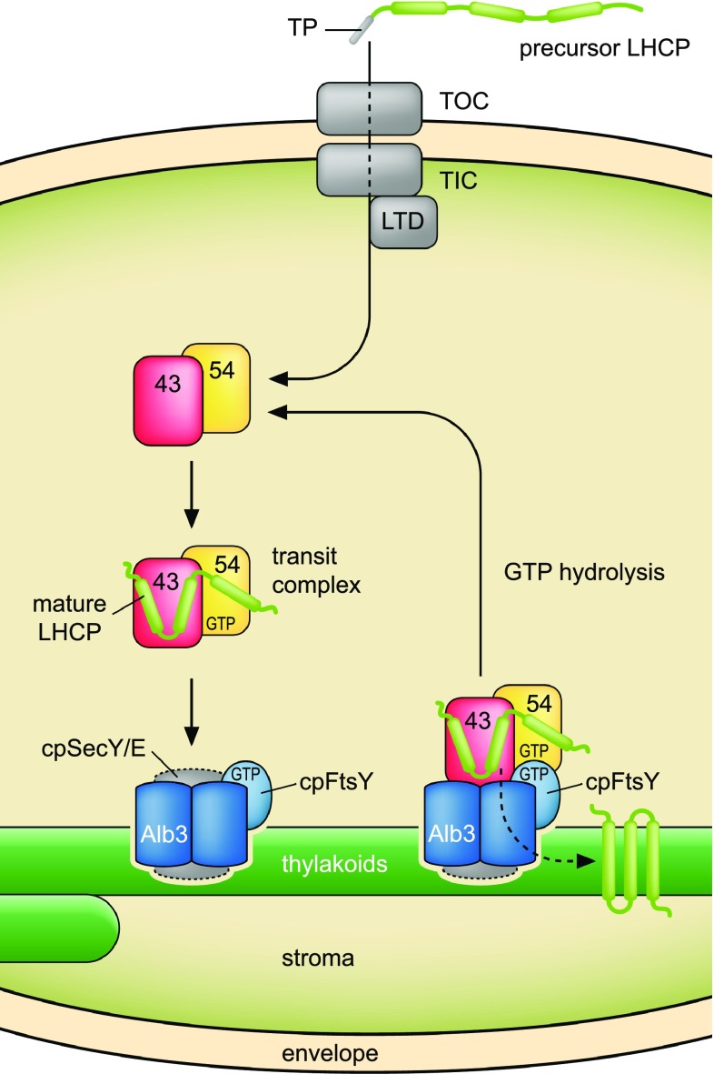 Fig. 1