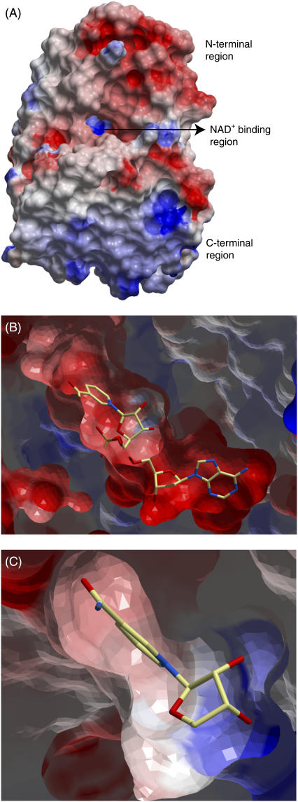 FIGURE 4