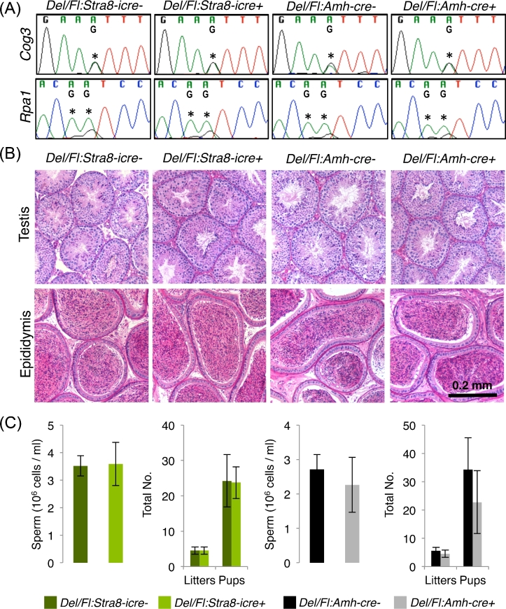 Figure 4.