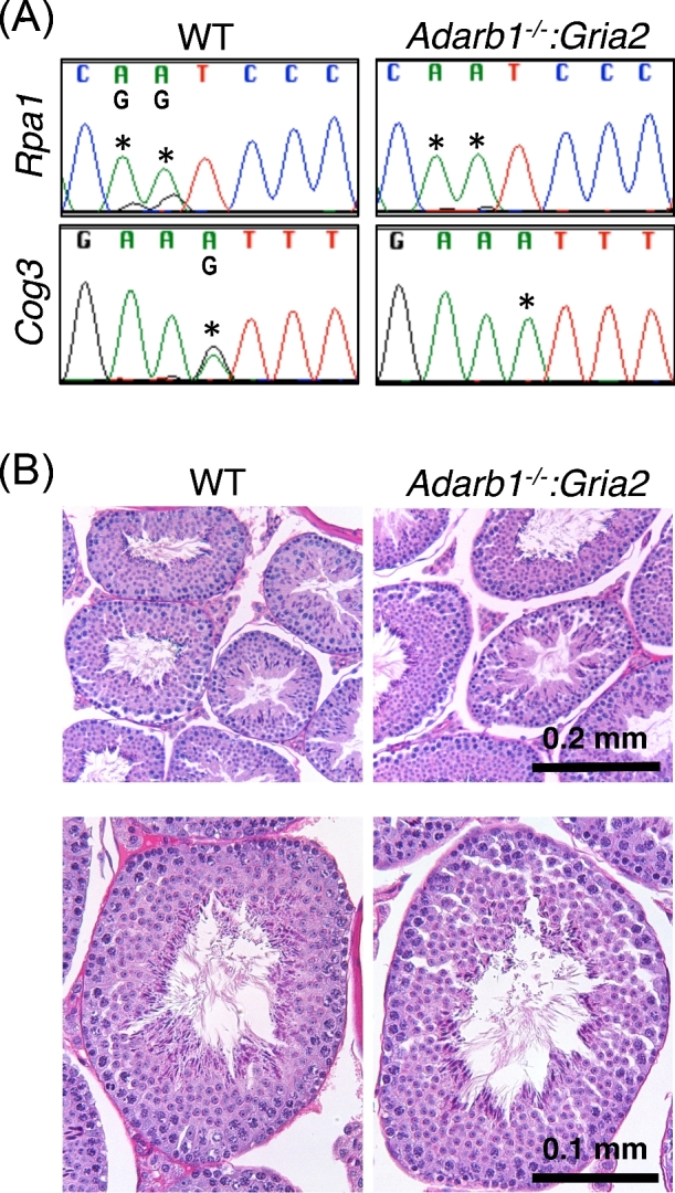 Figure 5.