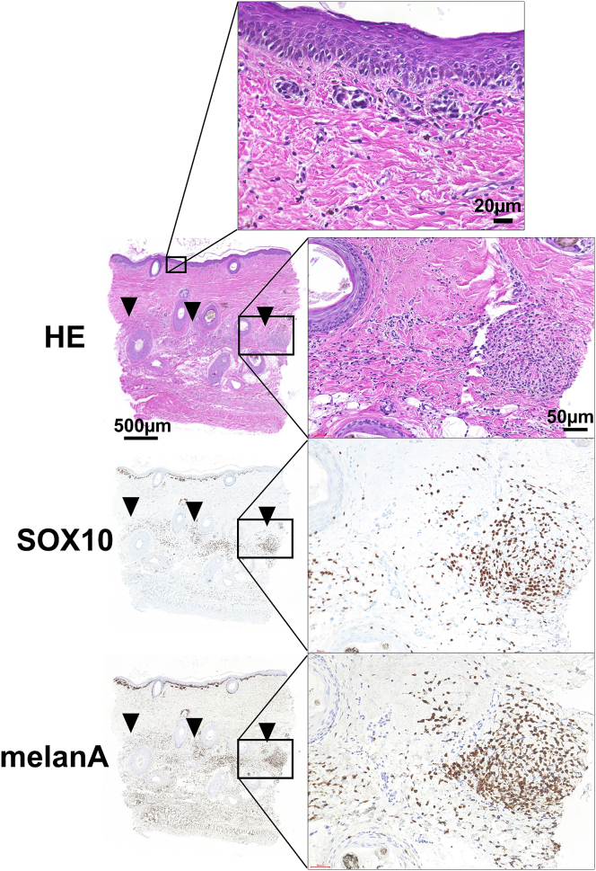 Fig. 3