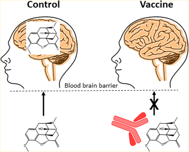 graphic file with name nihms-1034542-f0001.jpg