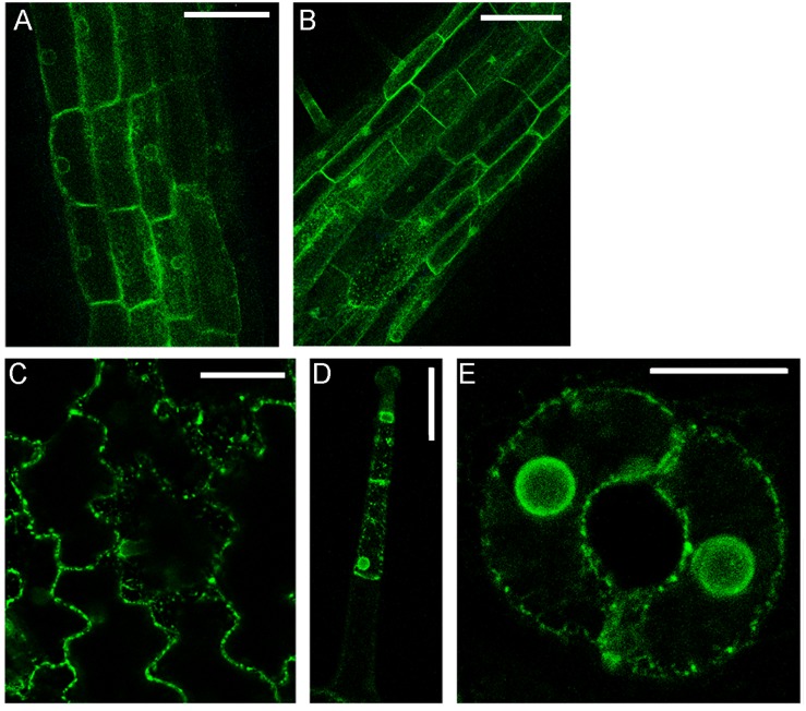 FIGURE 3