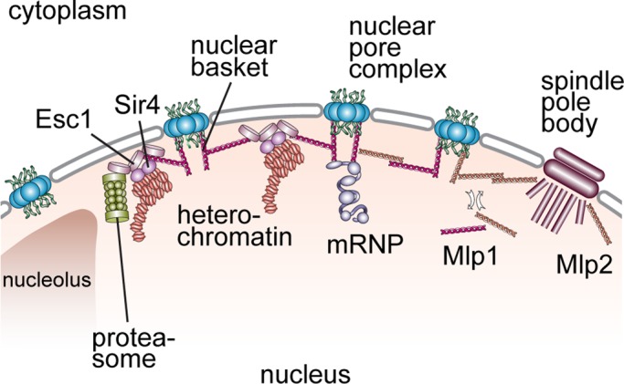 FIGURE 11: