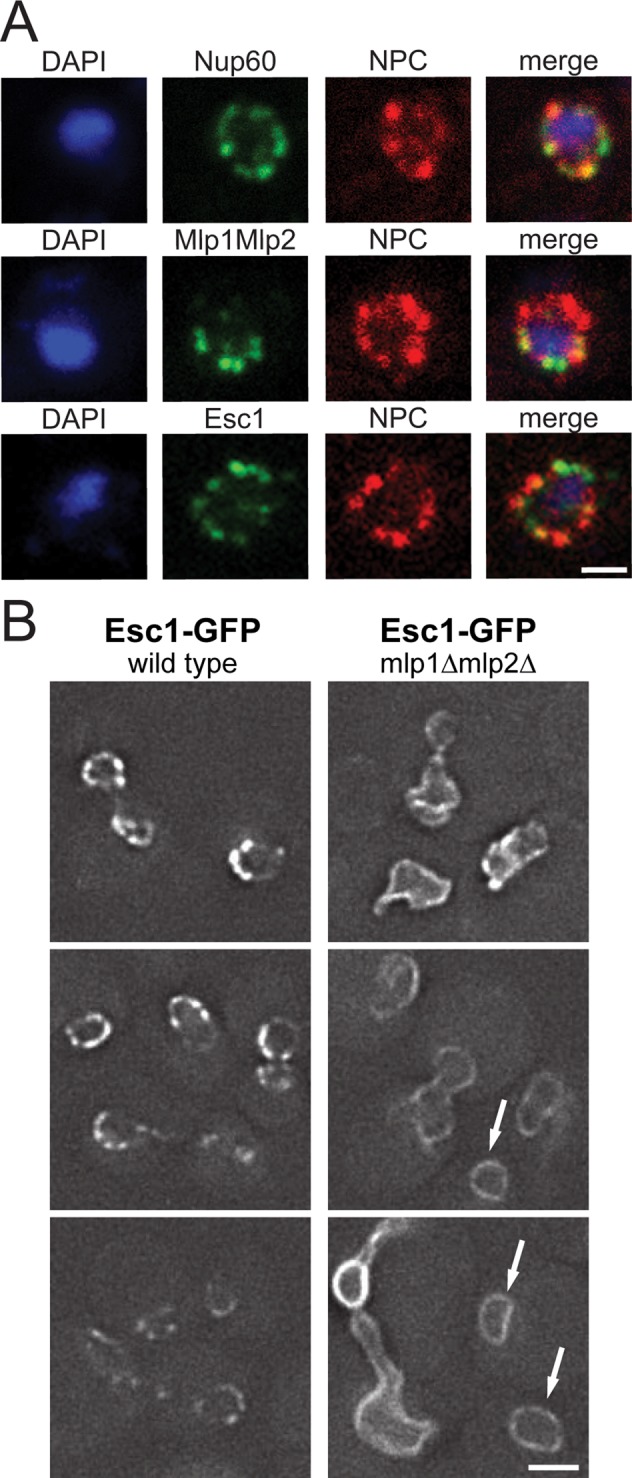 FIGURE 5: