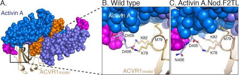 Figure 3—figure supplement 1.