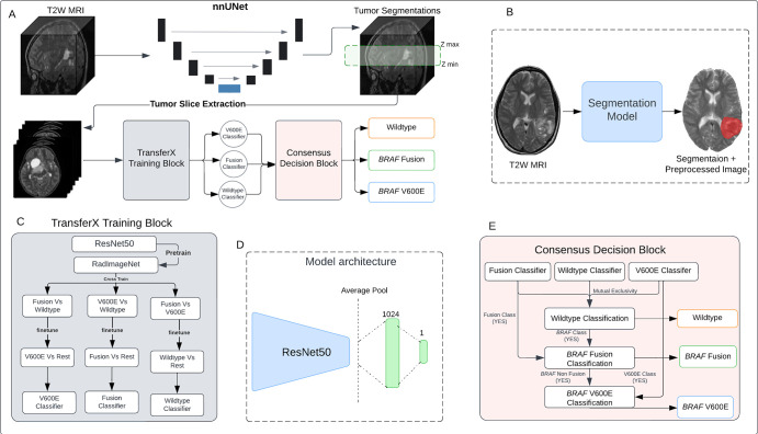 (A) Schematic of the scan-to-prediction pipeline for molecular subtype classification. The pipeline inputs the raw T2-weighted (T2W) MRI scan and outputs the mutation class prediction. (B) Input and output depiction of the segmentation model from the first stage of the pipeline. The segmentation block also involves registration and preprocessing of the input scan. The output consists of the preprocessed input MRI scan along with the coregistered segmentation mask. (C) Flow diagram of the TransferX training block and approach. The TransferX algorithm is employed to train three individual subtype classifiers (BRAF wild type, BRAF fusion, and BRAF V600E). (D) The model architecture of the individual binary molecular subtype classifier. (E) Schematic of the consensus decision block. The block inputs the classification outputs and corresponding scores from the three individual subtype classifiers, fits them into a consensus logic, and outputs the final predictions. The mutational class predictions are output sequentially where the input is first checked for BRAF wild type or non-BRAF class first. If the input does not belong to a BRAF wild type or non-BRAF class, then the logic progresses to check the BRAF mutation class, with BRAF fusion checked first, followed by BRAF V600E.