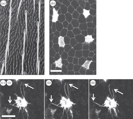 Figure 1.