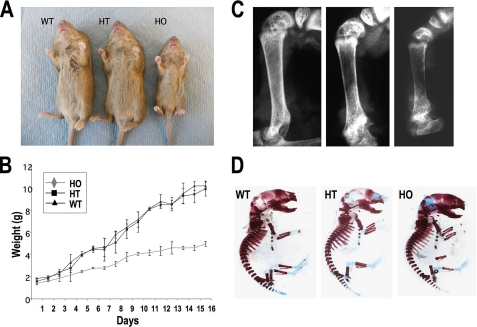 FIGURE 1.