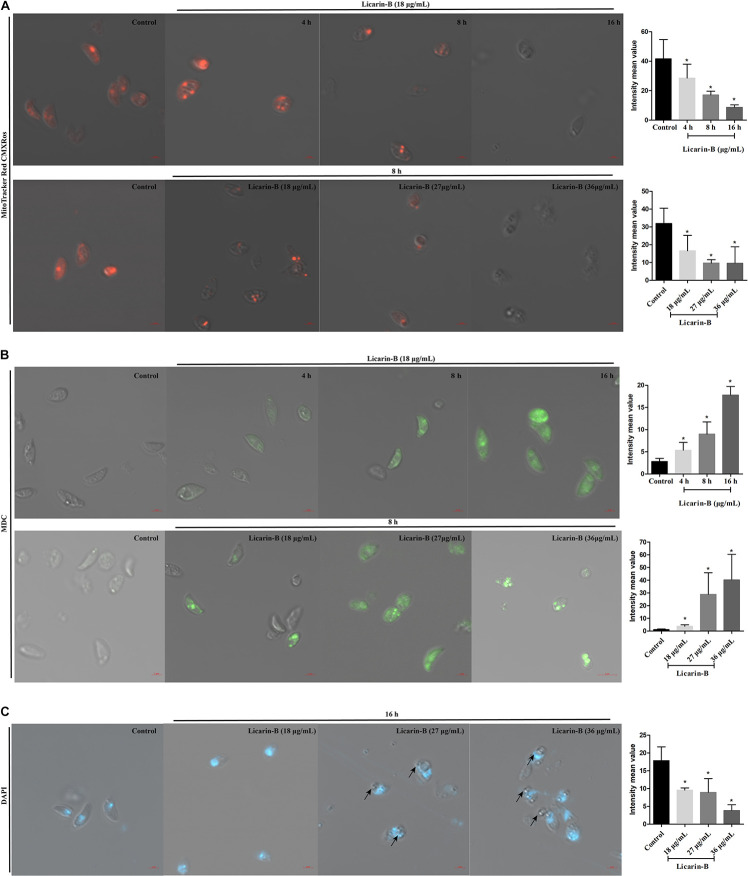 FIGURE 6