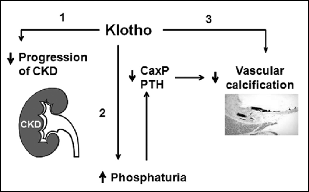 Fig. 5