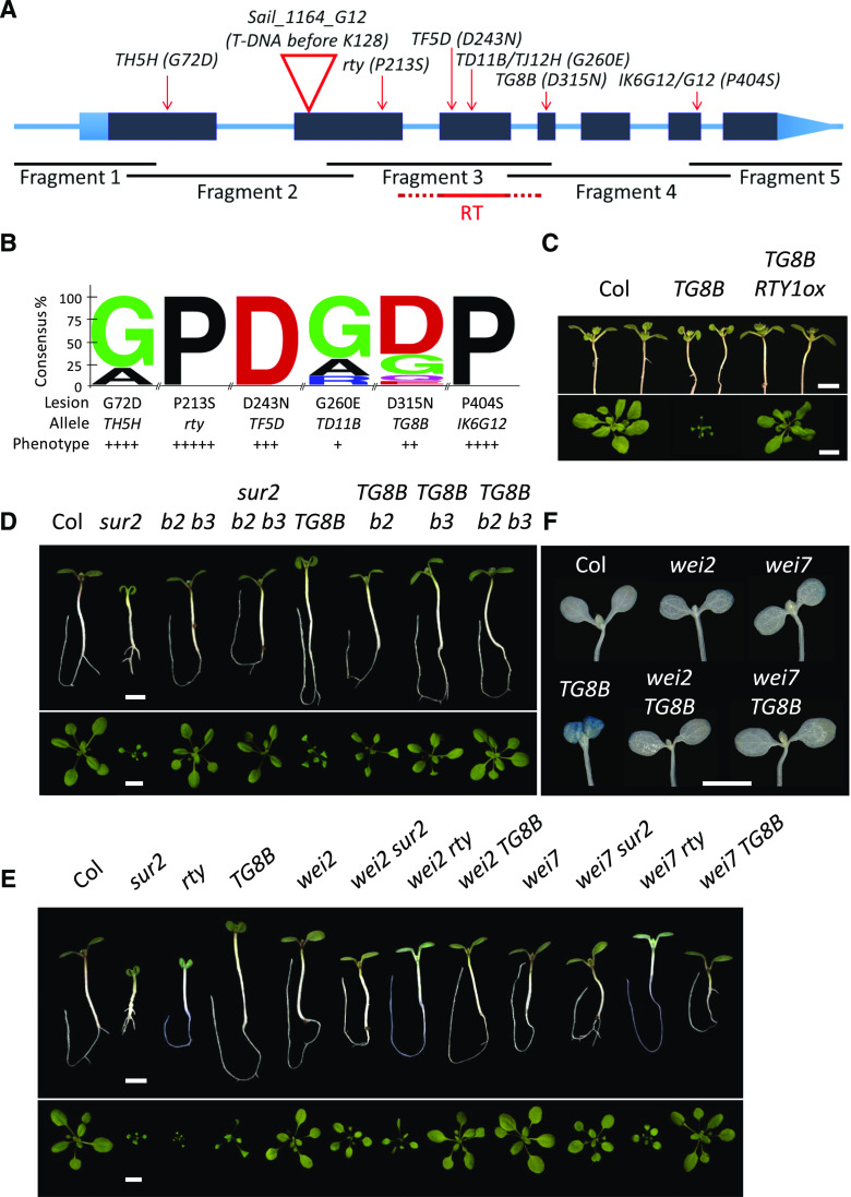 Figure 2.