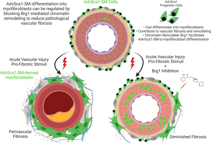 graphic file with name jciinsight-8-164862-g189.jpg