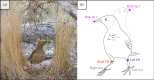 Automatic detection of keypoints on the bird’s body.