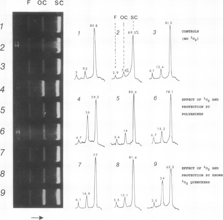 graphic file with name pnas01097-0332-b.jpg