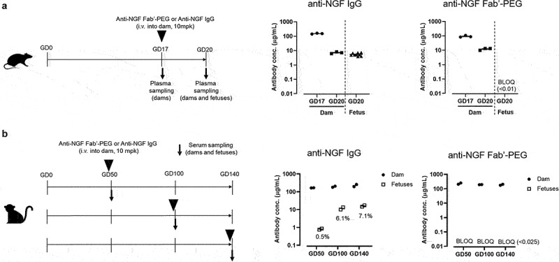 Part A shows the scheme of the study in rats. At GD 17, dams were administered anti-NGF IgG or anti-NGF Fab’-PEG and subjected to plasma sampling. On GD 20, dams and fetuses were subjected to plasma sampling. Two plots to the right of the scheme show the concentration of anti-NGF IgG and anti-NGF Fab’-PEG in the plasma of dams and fetuses. Part B shows the scheme of the study described in monkeys. On GD 49, 99 or 139, dams were administered anti-NGF IgG or anti-NGF Fab’-PEG. On GD 50, 100 or 140, dams and fetuses were subjected to serum sampling. Two plots to the right of the scheme show the concentration of anti-NGF IgG and anti-NGF Fab’-PEG in serum the serum of dams and fetuses. Mean serum concentration was 166 μg/mL on GD 50, 192 μg/mL on GD 100 and 226 μg/mL on GD 140 in dams administered anti-NGF IgG, and 0.8 μg/mL on GD 50, 11.7 μg/mL on GD 100 and 16.0 μg/mL on GD 140 in fetuses. Mean serum concentration was 229 μg/mL on GD 50, 195 μg/mL on GD 100 and 190 μg/mL on GD 140 in dams administered anti-NGF Fab’-PEG and below the limit of quantification in all fetuses.