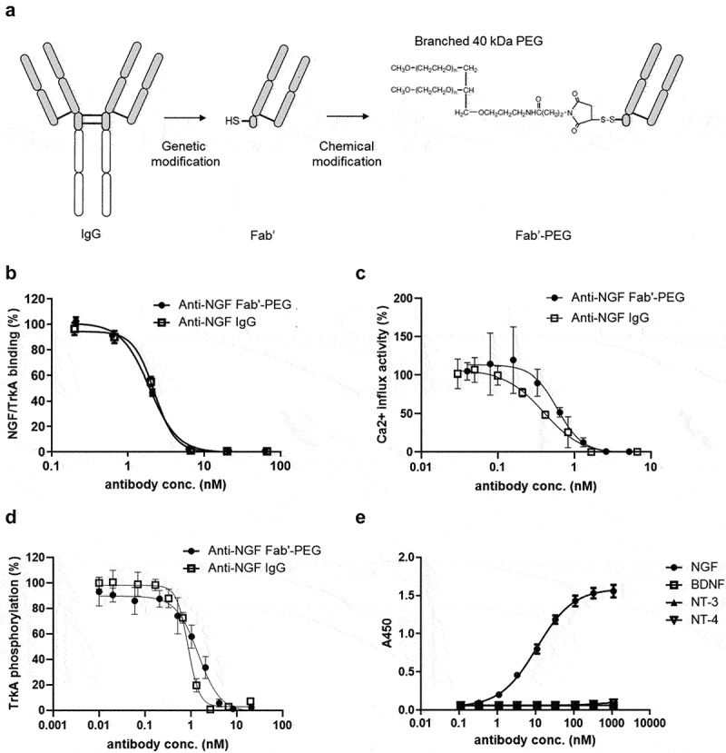 Part A shows a line drawing of the genetic modification of IgG into Fab’ and chemical modification into Fab’-PEG. Part B shows a plot of percent NGF/TrkA binding on the y-axis and concentration of anti-NGF Fab’-PEG and anti-NGF IgG on the x-axis. The graph shows that percent NGF/TrkA binding decreases with increasing concentrations of anti-NGF Fab’-PEG and anti-NGF IgG. Part C shows a plot of percent Ca2+ influx activity on the y-axis and anti-NGF Fab’-PEG and anti-NGF IgG concentration on the x-axis. The graph shows that percent Ca2+ influx activity dose-dependently decreases with antibody concentration. Part D shows a plots of percent TrkA phosphorylation on the y-axis and anti-NGF Fab’-PEG and anti-NGF IgG concentration on the x-axis. The graph shows that percent TrkA phosphorylation dose-dependently decreases with antibody concentration. Part E shows a plot of the absorbance measured at 450 nm on the y-axis and NGF, BDNF, NT-3 and NT-4 concentration on the x-axis. The graph demonstrates that only NGF shows a dose-dependent increase with antibody concentration.