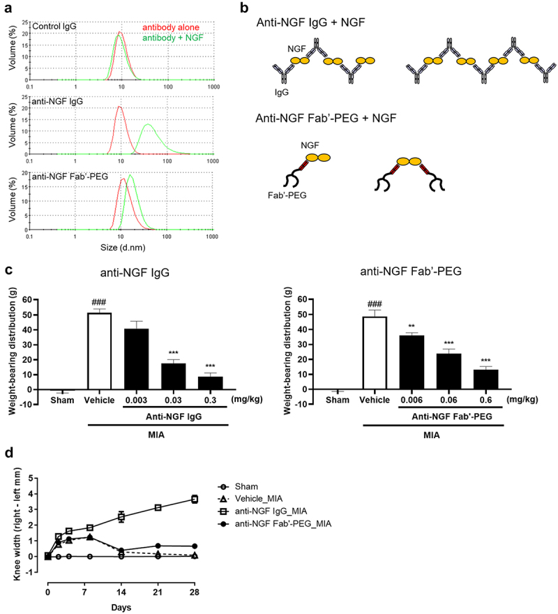 Part A shows three charts of the volume particle size distribution in the presence of control IgG, anti-NGF IgG and anti-NGF Fab’-PEG. Peak and mean diameters were described in Table 2. Part B shows two illustrations of the proposed immune complexes that NGF forms with anti-NGF IgG or anti-NGF Fab’-PEG. NGF and anti-NGF IgG can form large immune complexes by cross-linking. Part C shows two column graphs of weight-bearing distribution. The graph on the left shows that weight-bearing distribution significantly increased in MIA rats treated with vehicle and significantly decreased in MIA rats treated with 0.03 and 0.3 mg/kg anti-NGF IgG. The graph on the right shows that weight-bearing distribution significantly increased in MIA rats treated with vehicle and significantly decreased in MIA rats treated with 0.006, 0.06 and 0.6 mg/kg anti-NGF Fab’-PEG. Part D shows a time plot of knee width in sham rats and MIA rats treated with vehicle, anti-NGF IgG and anti-NGF Fab’-PEG up to 28 days after administration.