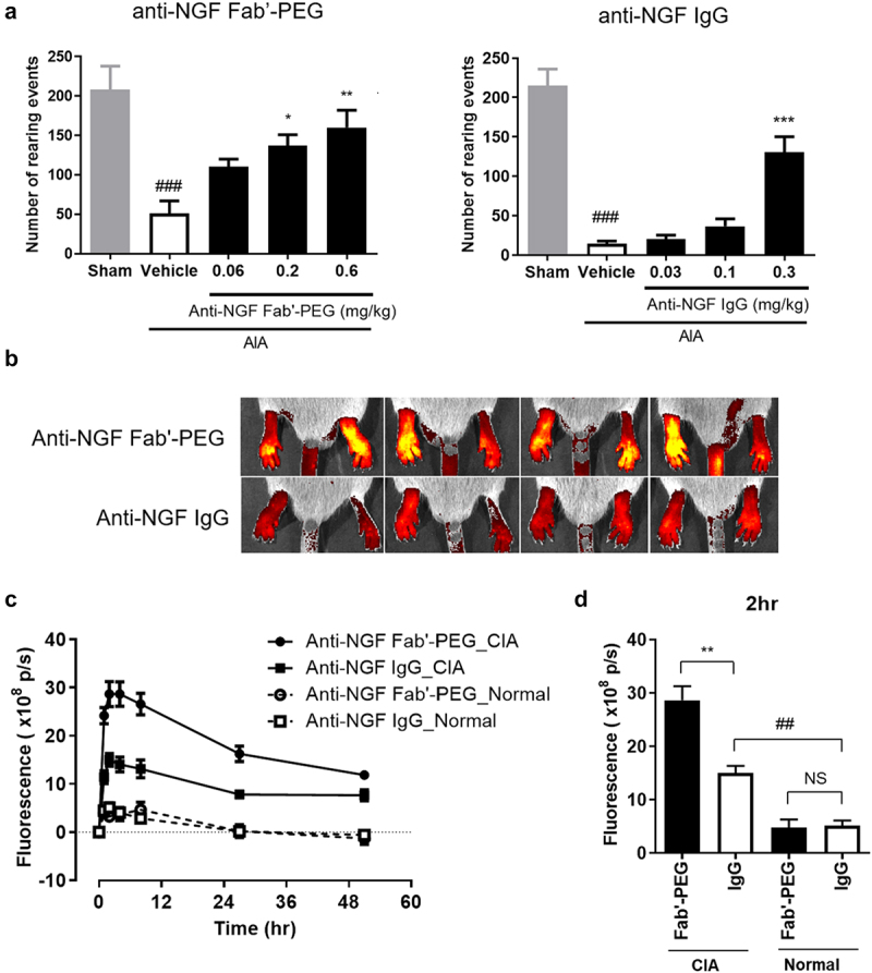 Part A shows two column graphs of the number of rearing events. The graph on the left shows that the number of rearing events significantly decreased in AIA mice treated with vehicle and significantly increased in AIA mice treated with 0.2 and 0.6 mg/kg anti-NGF Fab’-PEG. The graph on the right shows that the number of rearing events significantly decreased in AIA mice treated with vehicle and significantly increased in AIA mice treated with 0.3 mg/kg anti-NGF IgG. Part B shows biofluorescence images of the paws of 4 animals in the anti-NGF Fab’-PEG-treated group in the top row and the anti-NGF IgG-treated group on the bottom row. The intensity of the biofluorescence signal was higher in anti-NGF Fab’-PEG-treated animals than in anti-NGF IgG-treated animals. Part C shows a time plot of fluorescence signal in CIA or normal mice treated with anti-NGF Fab’-PEG or anti-NGF IgG up to 50 hours after administration. Part D shows a column graph of the fluorescence measured 2 hours after administration. Anti-NGF IgG-treated CIA mice show a significant increase in fluorescence compared to anti-NGF IgG-treated normal mice, and anti-NGF Fab’-PEG-treated CIA mice show a significant increase in fluorescence compared to anti-NGF IgG-treated CIA mice.