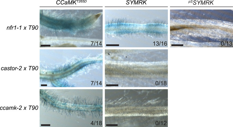 Figure 5—figure supplement 4.