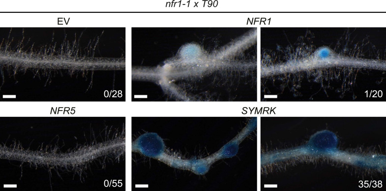 Figure 5—figure supplement 5.