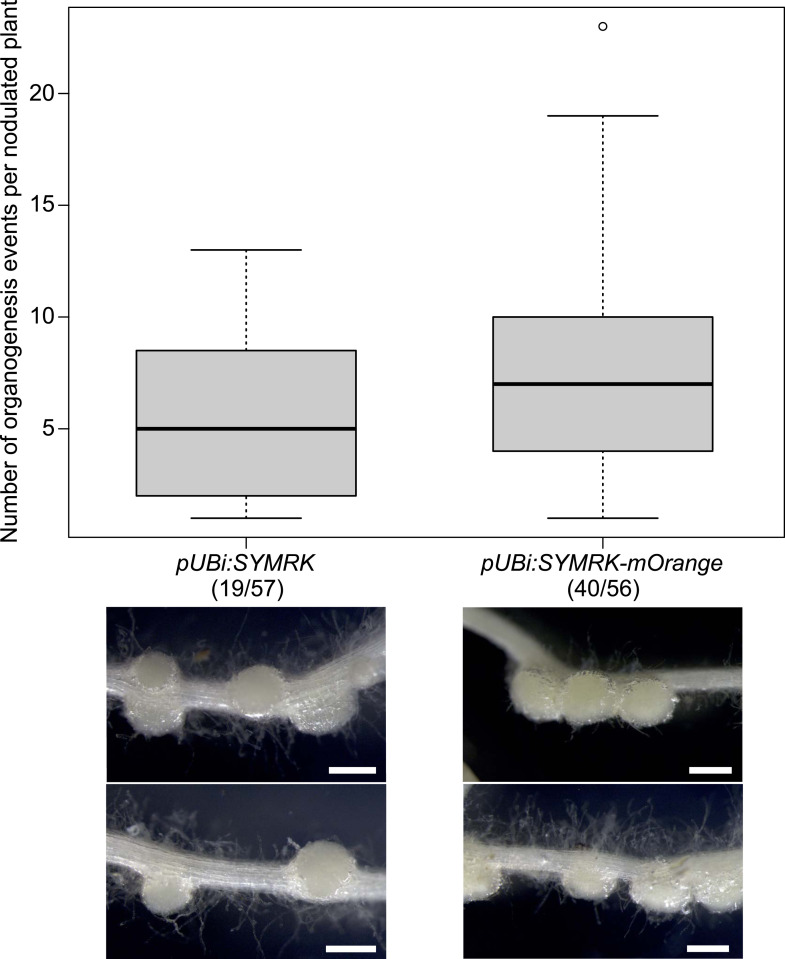 Figure 1—figure supplement 4.