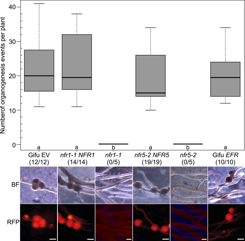 Figure 1—figure supplement 1.