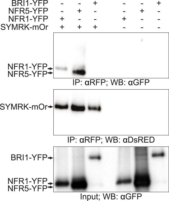 Figure 4—figure supplement 1.