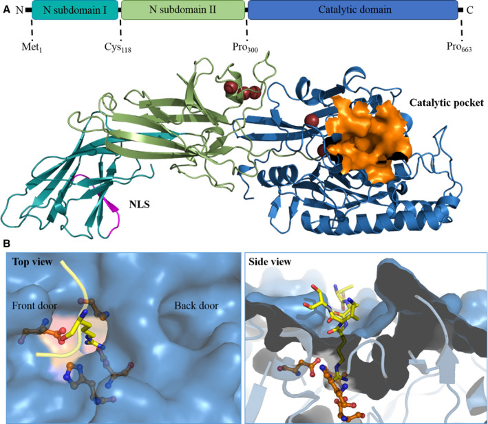 FIGURE 3