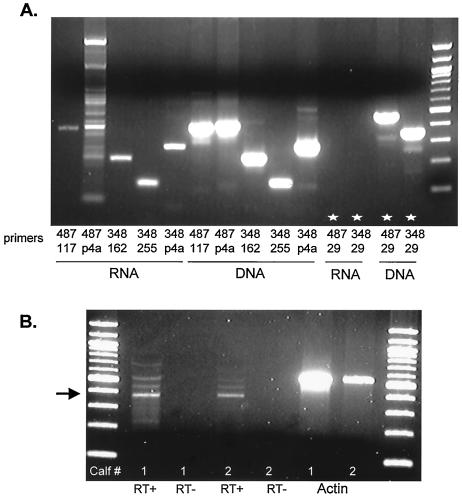 FIG. 5.