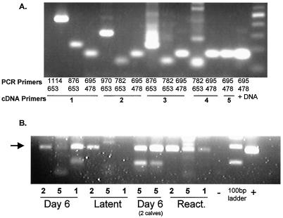 FIG. 6.