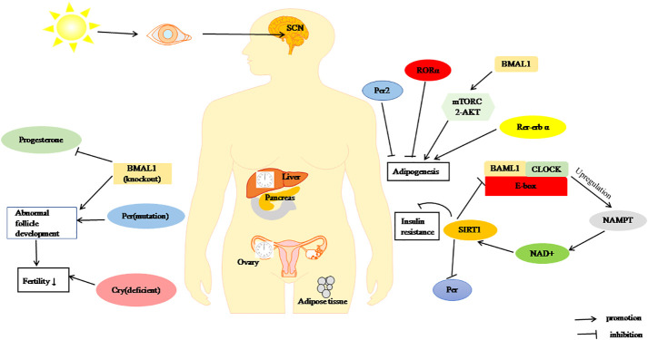 Figure 2