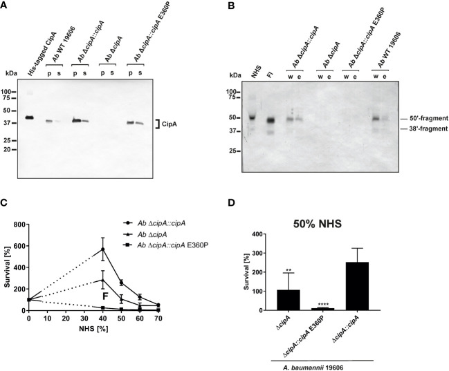 Figure 7