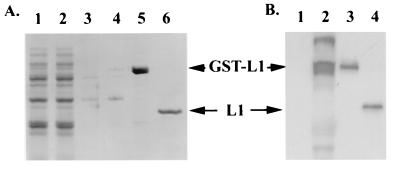 FIG. 1