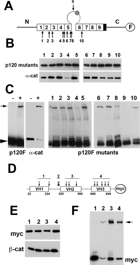 FIGURE 5: