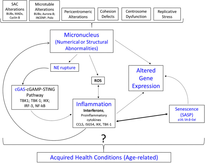 Fig 6