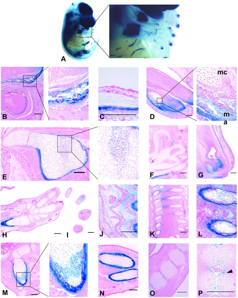 Fig. 5