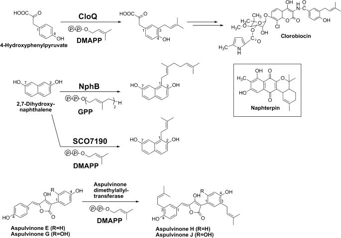 FIGURE 1.