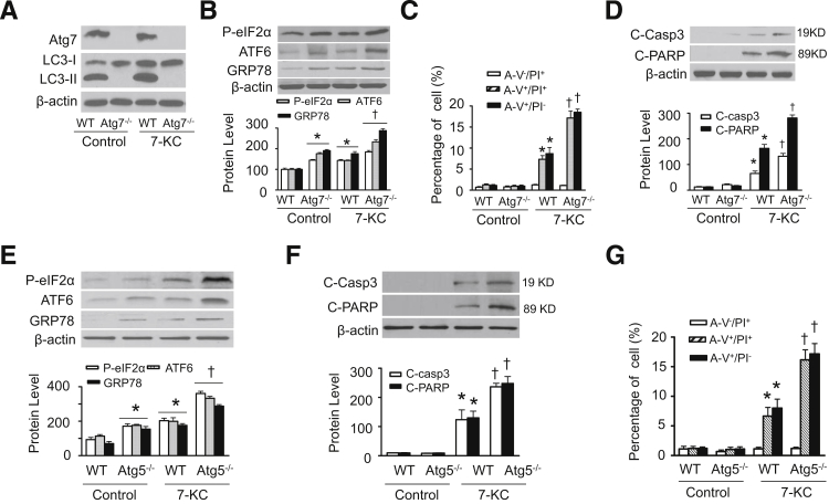 Figure 6