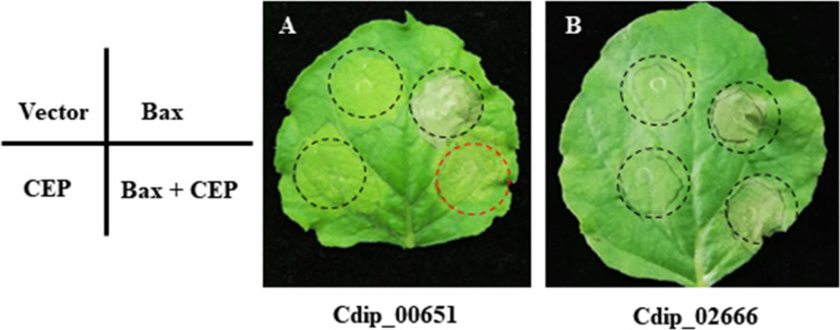 FIGURE 7