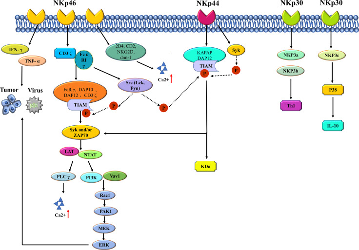 Figure 1