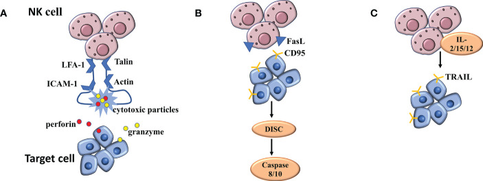 Figure 3