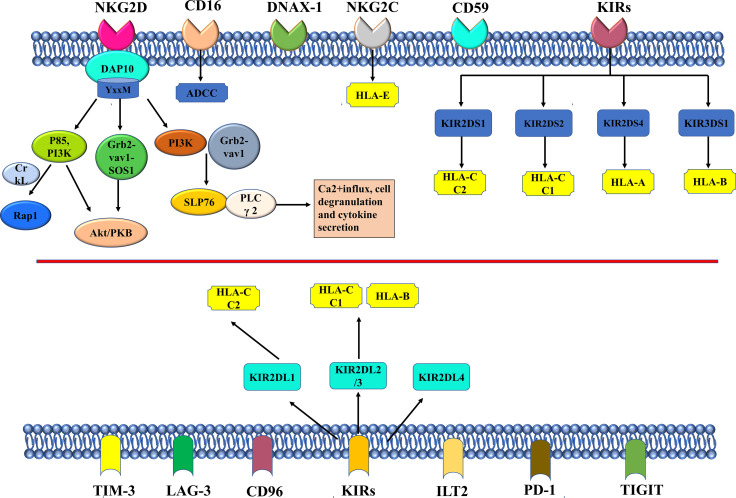 Figure 2