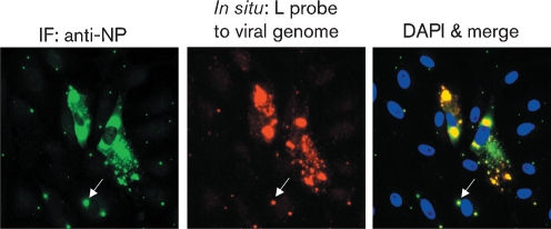 Fig. 6.