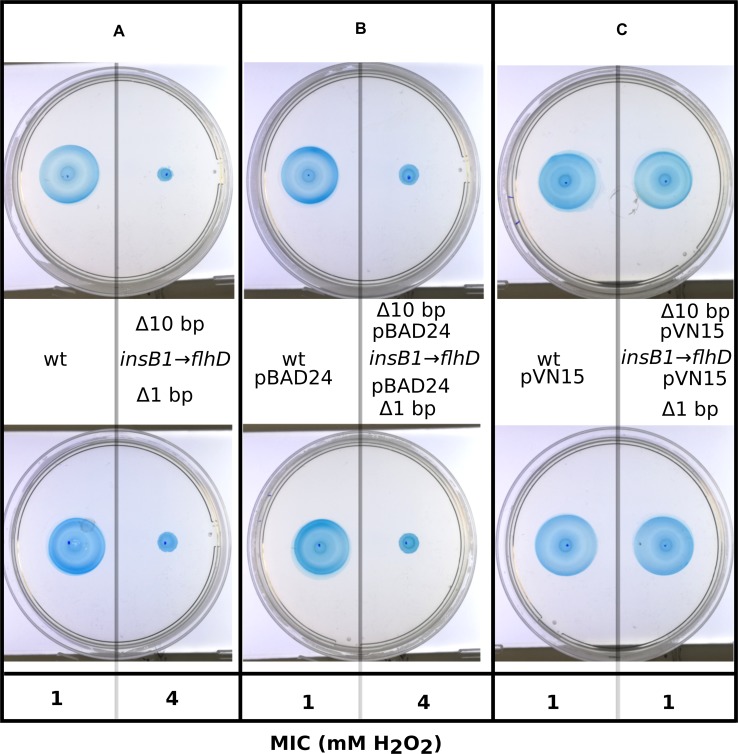 Fig 10